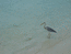 аист наблюдает как мимо него проплывают акулята
